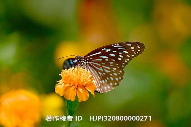 コモンマダラ　Tirumala septentrionis