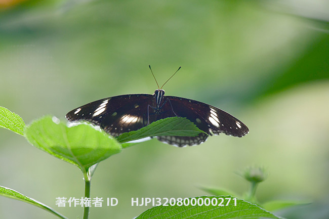 リュウキュウムラサキ　Hypolimnas bolina