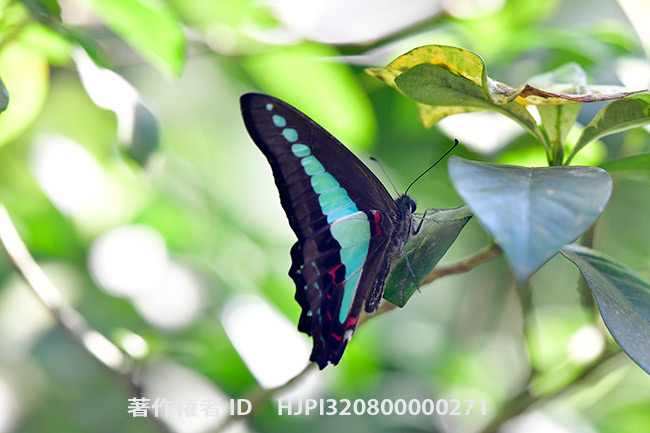 アオスジアゲハ Graphium sarpedon