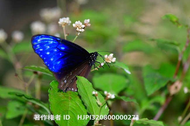 ツマムラサキマダラ　Euploea mulcibe