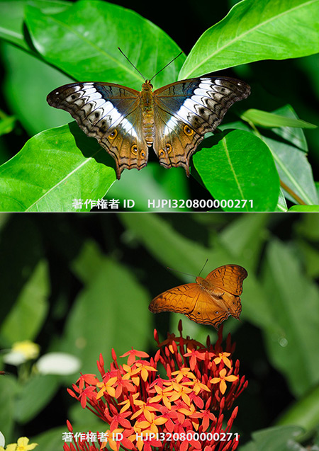 チャイロタテハ　Vindula erota