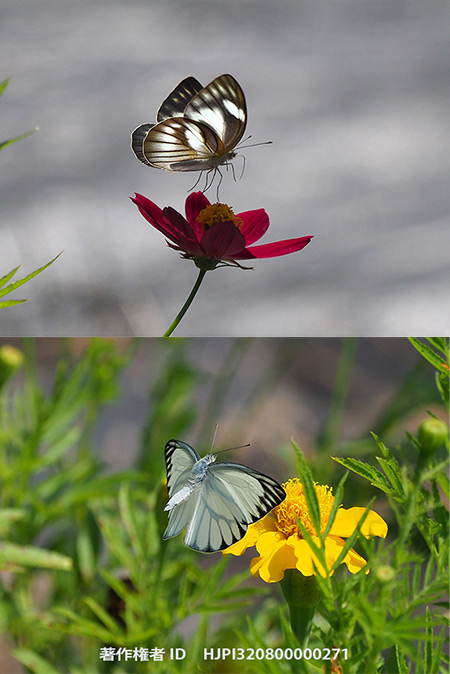 ヤエヤマシロチョウ Appias libythea
