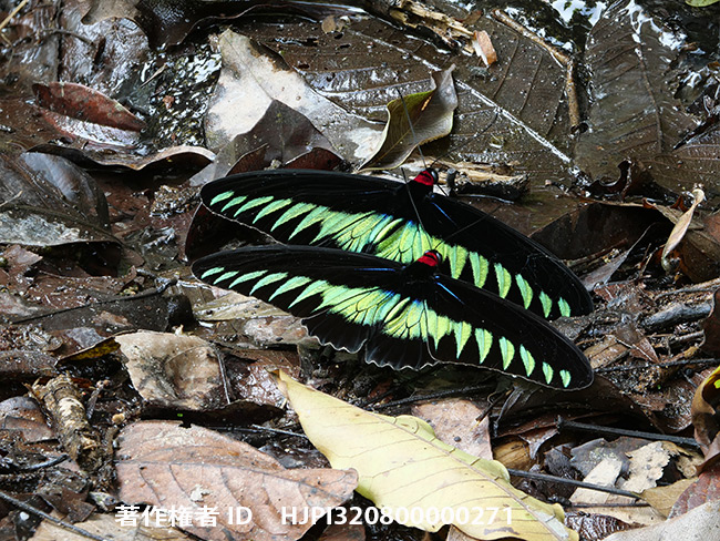 G9とE-M1 MK2、D850