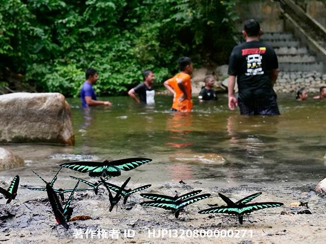 アカエリトリバネアゲハをＧ９に12-60で