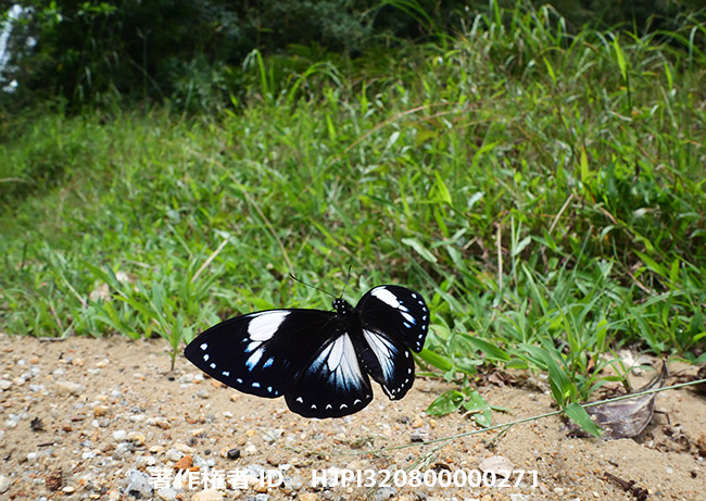 ムラサキマネシアゲハの飛翔　 Chilasa paradoxa