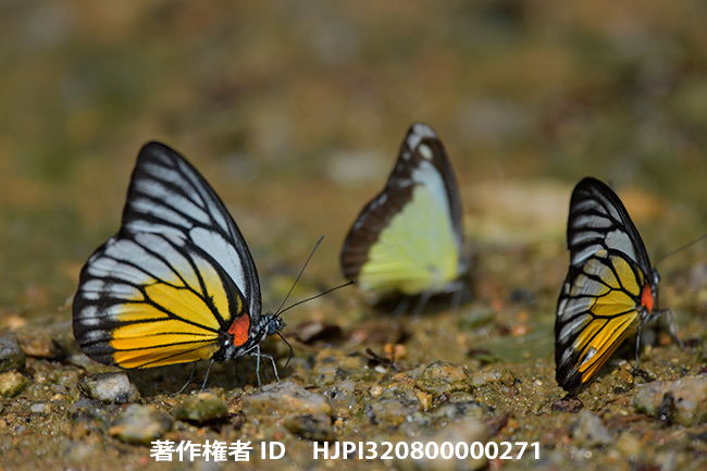 アカネマダラシロチョウをD850で　 Prioneris philonome