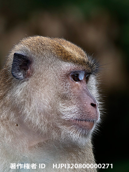 Lumixの2Xテレコンを試す