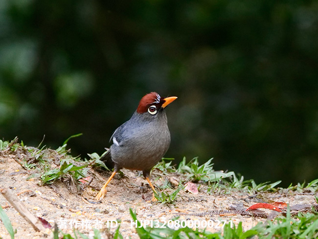 G9の高感度特性　チャガシラガビチョウをiso6400で
