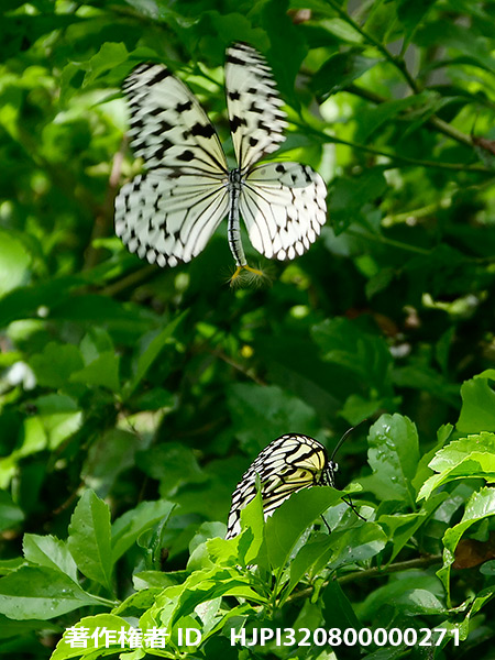 オオゴマダラの求愛　Idea leuconoe