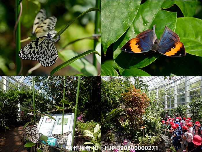 伊丹市昆虫館リニューアルオープン