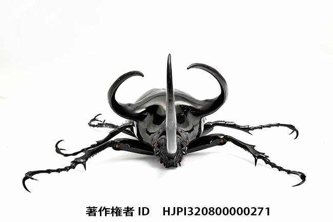 コーカサスオオカブトをD850のフォーカスシフト撮影で