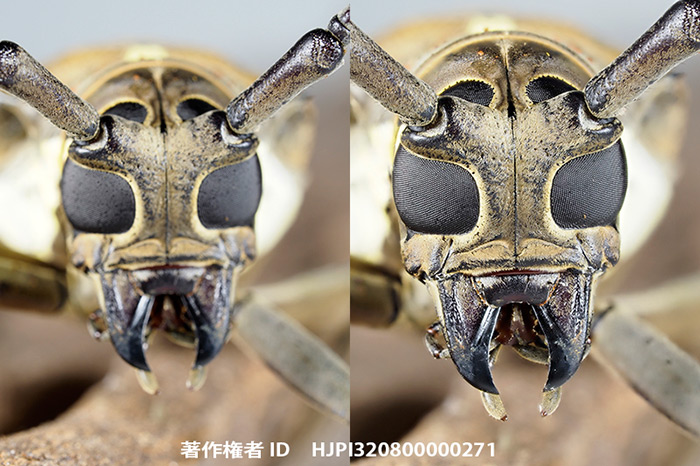 シロスジカミキリの仲間の顔をE-M1 MK2のカメラ内深度合成で