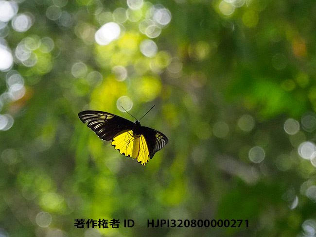 クサビモンキシタアゲハの飛翔　Troides cuneifera