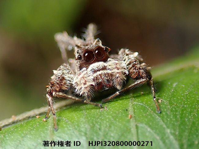 ケアシハエトリグモの仲間　Portia sp.