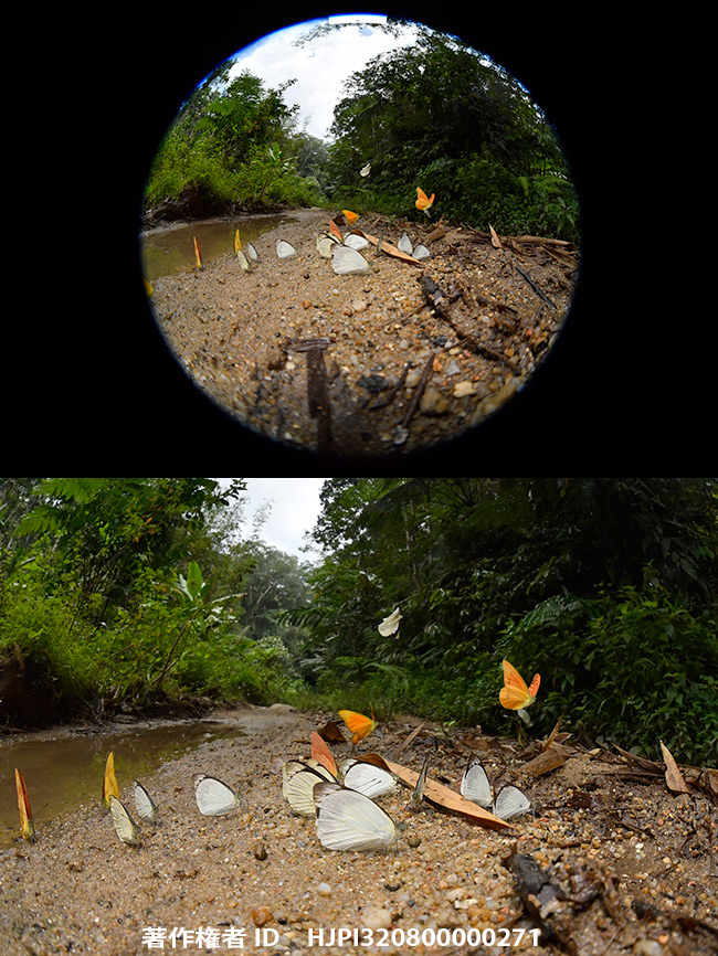 AF-S Fisheye NIKKOR 8-15mm f/3.5-4.5E EDを試す