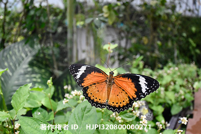 ニコンの魚眼ズームをDXフォーマットで撮影