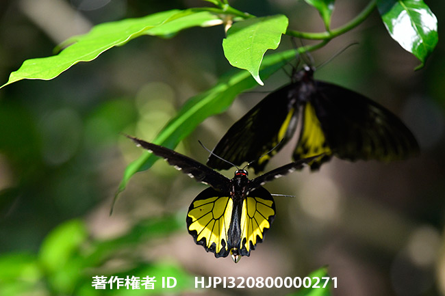 ヘレナキシタアゲハの求愛　Troides helena