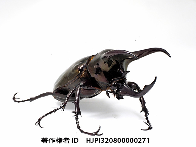 アトラスオオカブトを深度合成で Chalcosoma atlas