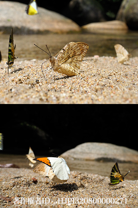 ツマベニチョウ　Hebomoia glaucippe