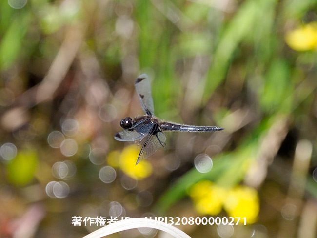 静岡での講演とベッコウトンボ　Libellula angelina