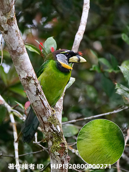アカフサゴシキドリ　Psilopogon pyrolophus