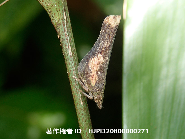 枯れ枝に擬態したテングスケバの仲間？　Dictyophara