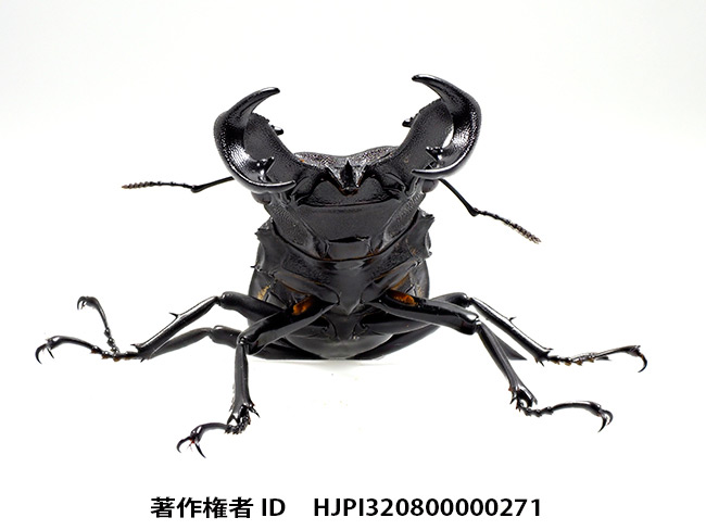 パリーフタマタクワガタを深度合成で Hexarthrius parryi