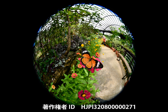 Entopiaの園内で円形魚眼を使ってみた