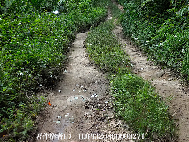 クモガタシロチョウの吸水　Appias indra