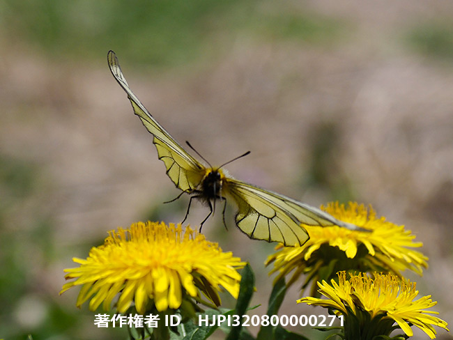 今年の小諸の春は異常に早い
