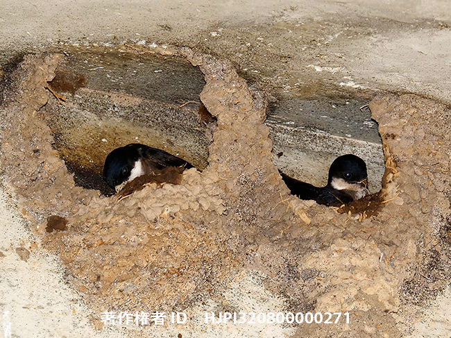 ツバメの巣作り