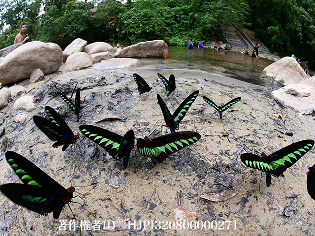 アカエリトリバネアゲハを魚眼レンズで　Trogonoptera brookiana
