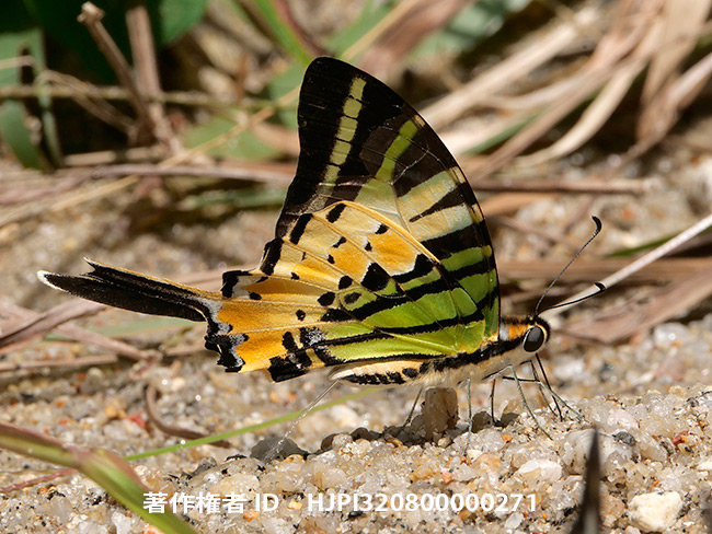 オナガタイマイのおしっこ　Graphium antiphates