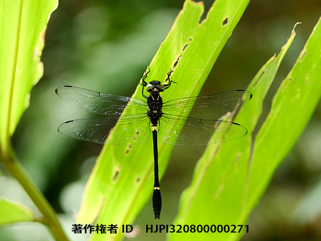 ミナミヤンマの仲間　Chlorogomphus sp.