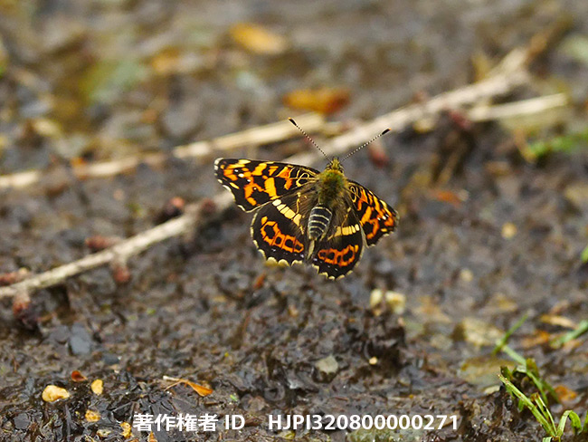 サカハチチョウの春型の飛翔　Araschnia burejana