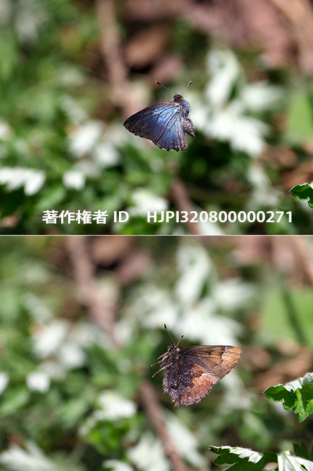 コツバメの飛翔　Callophrys ferrea