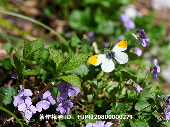 クモマツマキチョウ　Anthocharis cardamines