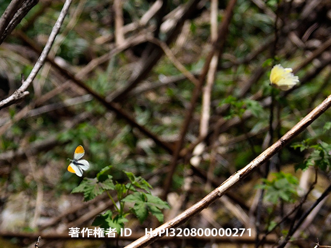 スジボソヤマキチョウに追われるクモマツマキチョウ　Anthocharis cardamines
