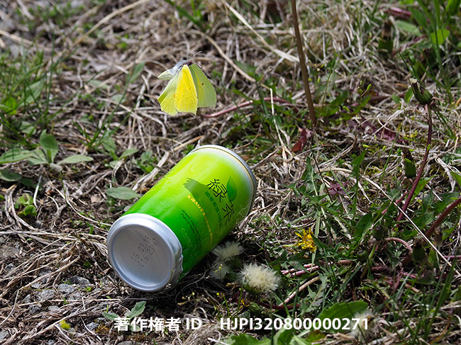 お茶の缶に反応するヤマキチョウ