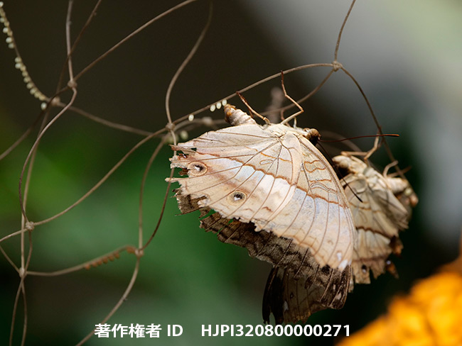 チャイロタテハの産卵  Vindula dejone