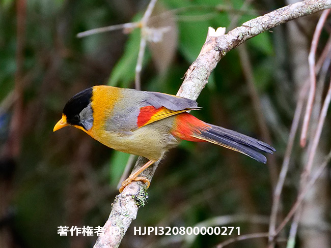 ゴシキソウシチョウ　Silver-eared Mesia