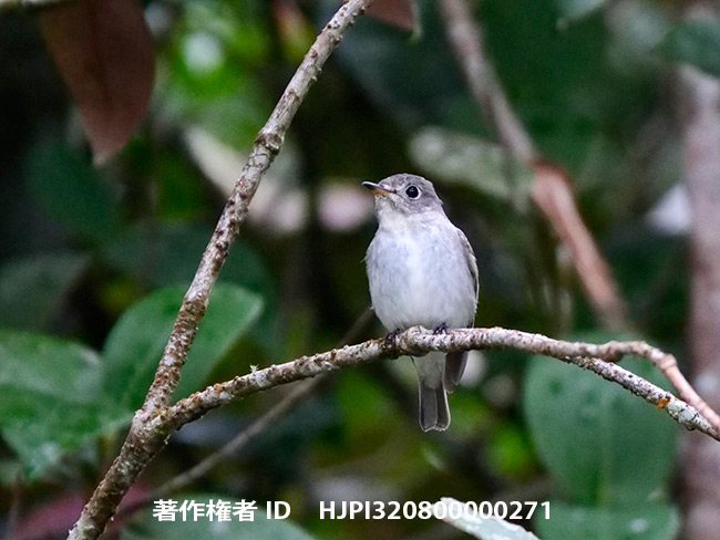 コサメビタキ　Asian Brown