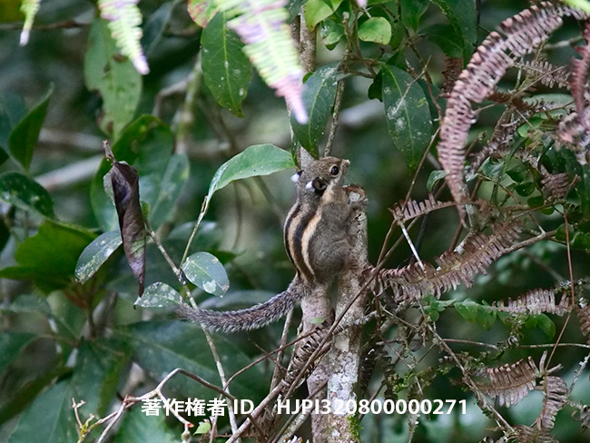 マレーシアのシマリス　Lariscus insignis