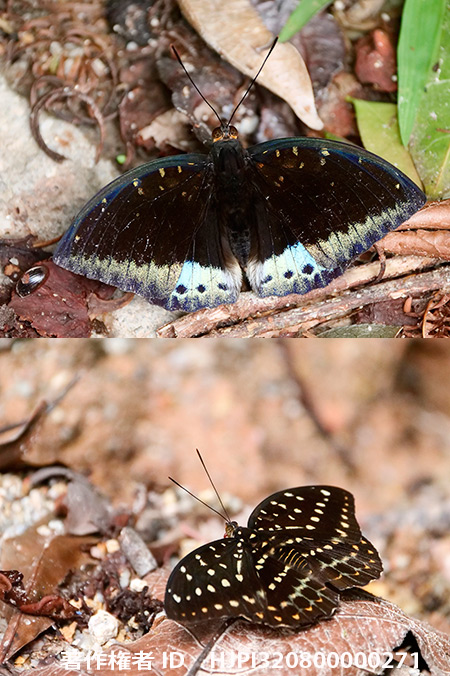 ヤマオオイナズマ　Lexias dirtea 