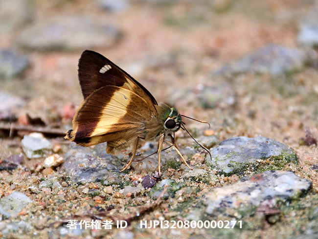 キオビビロードセセリ　Hasora schoenherr