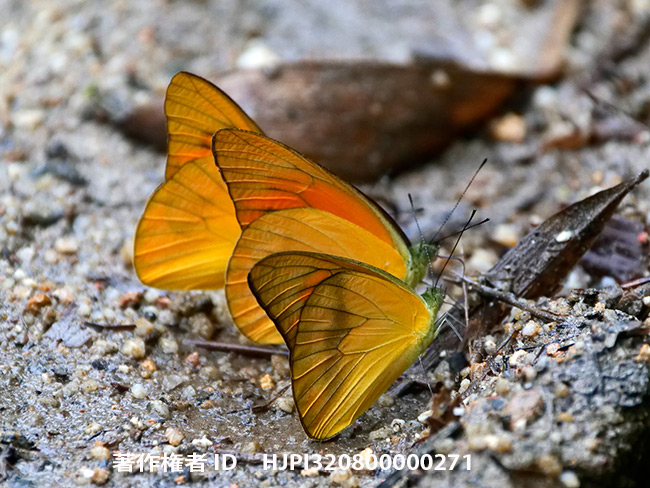 ベニシロチョウ　Appias nero