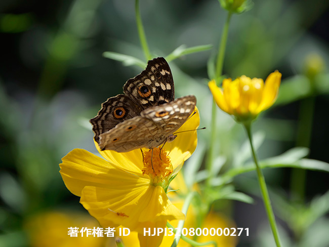 ジャノメタテハモドキ　Junonia lemonias