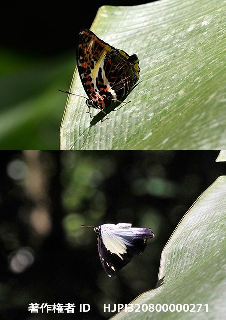 ヤイロタテハ　Prothoe calydonia