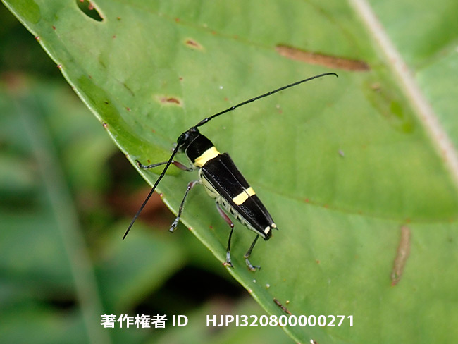 シラホシカミキリの仲間　Glenea funerula？