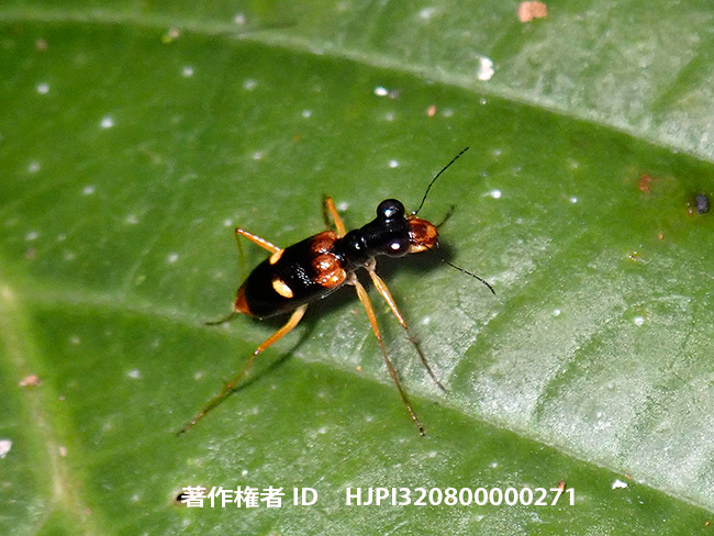 小さなハンミョウ　Therates sp.